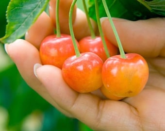 Rainier Cherry Tree, 5-Gallon Live Fruit Plant