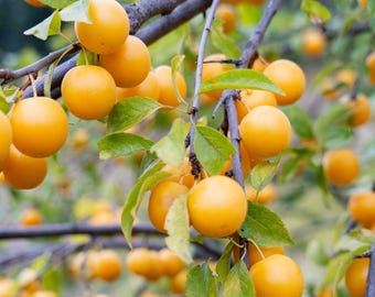 Byron Gold Plum Tree, 5-Gallon Live Fruit Plant