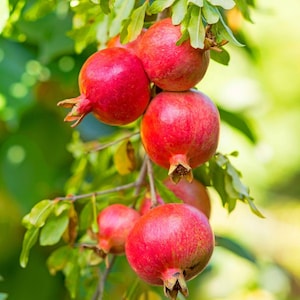 May include: A close-up of a cluster of ripe pomegranates hanging from a tree branch. The pomegranates are a vibrant red color with textured skin and brown calyxes. Green leaves surround the fruit, with a blurred green and yellow background.