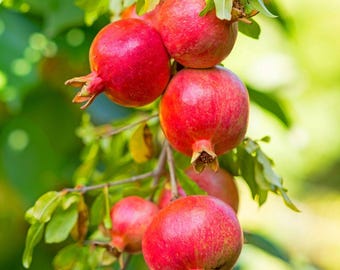 Russian Pomegranate, Cold Hardy 1-Gallon Live Plant