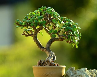 Dwarf Jade Bonsai, Live Feature Plant