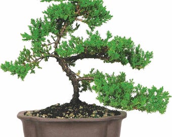 Green Mound Juniper Bonsai - Medium - (Outdoor) - Not Sold in California