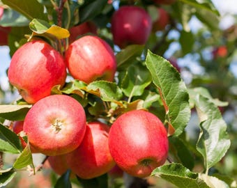 Gala Apple Tree, 1-Gallon Live Fruit Plant