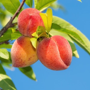 May include: Close-up of three ripe peaches on a branch with green leaves against a bright blue sky. The peaches are a mix of red and yellow, with a fuzzy texture. The image highlights the natural beauty of the fruit.