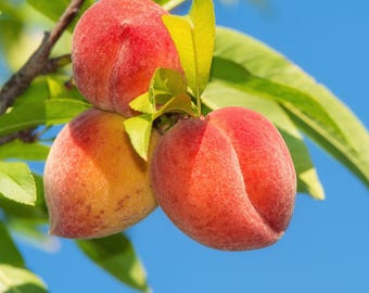Red Haven Peach Tree, 1-Gallon Live Fruit Plant