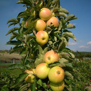 May include: A close-up of an apple tree laden with ripe apples. The apples are a mix of yellow and red, with green leaves surrounding them. The tree is set against a blue sky.