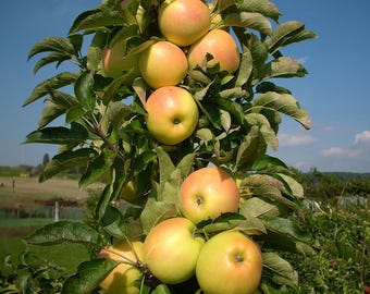 Yellow Pole Columnar Apple, 5-Gallon Live Plant