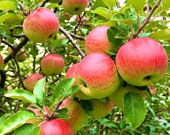 Anna Apple Tree, 1-Gallon Live Fruit Plant