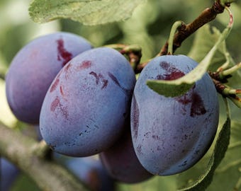 Waneta Plum Tree, Live Sweet Fruit Plant in 5-Gallon Grower Pot