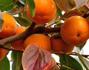 Fuyugaki Persimmon, 5-Gallon Live Fruit Tree