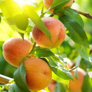 May include: Close-up of ripe peaches on a tree branch. The peaches have a gradient of colors, from yellow to red, with a fuzzy texture. Green leaves surround the peaches, and sunlight shines through the leaves.