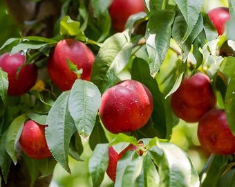 SunBest Nectarine Tree, 5-Gallon Live Plant