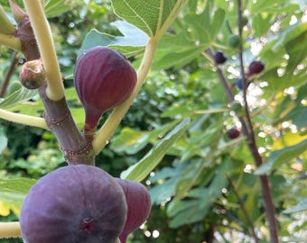 Olympian Fig Tree, 5-Gallon Live Plant