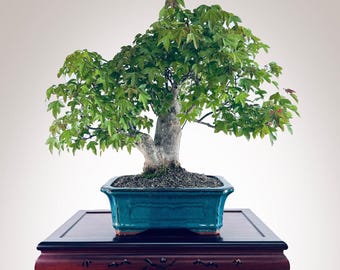 Trident Maple, 8-in Live Bonsai Feature Tree