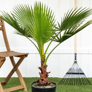May include: A small palm tree in a black pot with vibrant green fronds. The tree is set on a patch of green grass, with a wooden folding chair and a rake in the background. The palm's trunk is brown and textured.