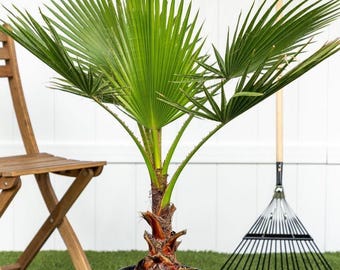 Windmill Palm Tree, 3-Gallon Feature Evergreen