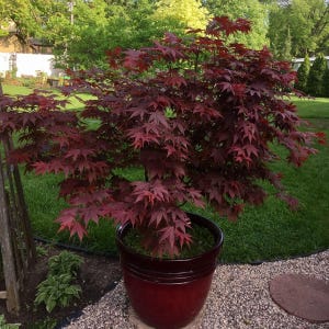 May include: A Japanese maple tree with deep red leaves in a burgundy pot. The tree is surrounded by green grass and a gravel pathway. The leaves have a delicate, star-like shape.