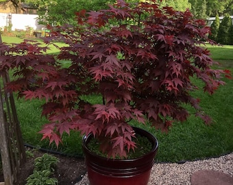 Japanese Red Maple, 3-Gallon Feature Tree