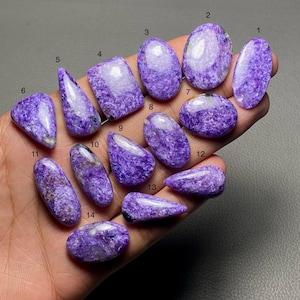 Puede incluir: Una colección de catorce piedras preciosas de charoíta pulidas en varias formas, incluyendo ovaladas, en forma de lágrima y rectangulares. Las piedras muestran un vibrante tono púrpura con patrones blancos arremolinados, mostrando variaciones naturales en color y textura. Las piedras preciosas se sostienen en una mano.