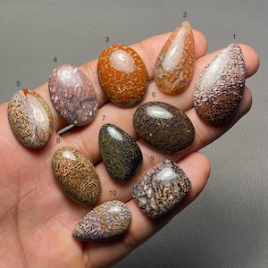 May include: A selection of ten polished dinosaur bone cabochons in various shapes and colours. The stones display intricate patterns in shades of brown, orange, and grey. Each stone is unique, showcasing the natural beauty of fossilised bone.