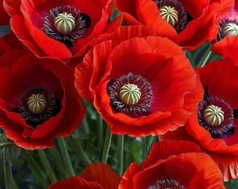 Semi di papavero della California / Semi di fiori selvatici dai colori vivaci da piantare