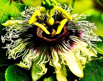 Semi rari di passiflora / Semi di pianta rampicante esotica