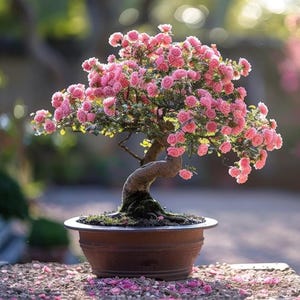 Mini Rose Bonsai - Etsy
