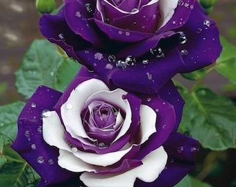 Semi di rose rare di alta qualità per la semina / Semi di fiori esotici da giardino
