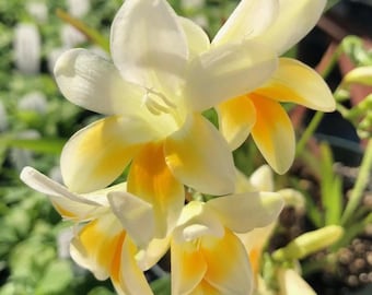 Blandade färgade freesialökar | Vårplantering av doftande blommor