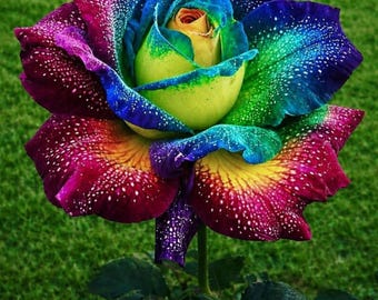 Rare Rainbow Rose Seeds for Planting | Colorful Garden Flower Seeds