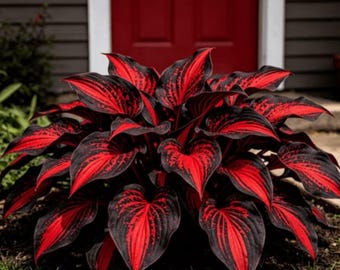 Semi misti di Hosta per la semina / Rare piante perenni da giardino ombreggiato