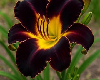 Semi di Hemerocallis (giglio diurno) di colori misti / Semi di fiori perenni