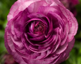 Semi di peonia e ranuncolo / Semi da giardino con fiori arricciati