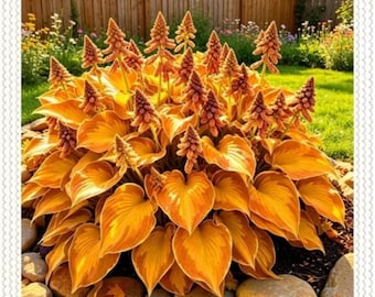 Muda de bulbo de hosta | Folhagem em camadas para jardim sombreado