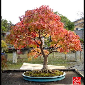 May include: A bonsai tree with vibrant red and orange leaves, set in a light blue ceramic pot. The tree's trunk is brown, and the base is covered in green moss. The background shows a garden setting.