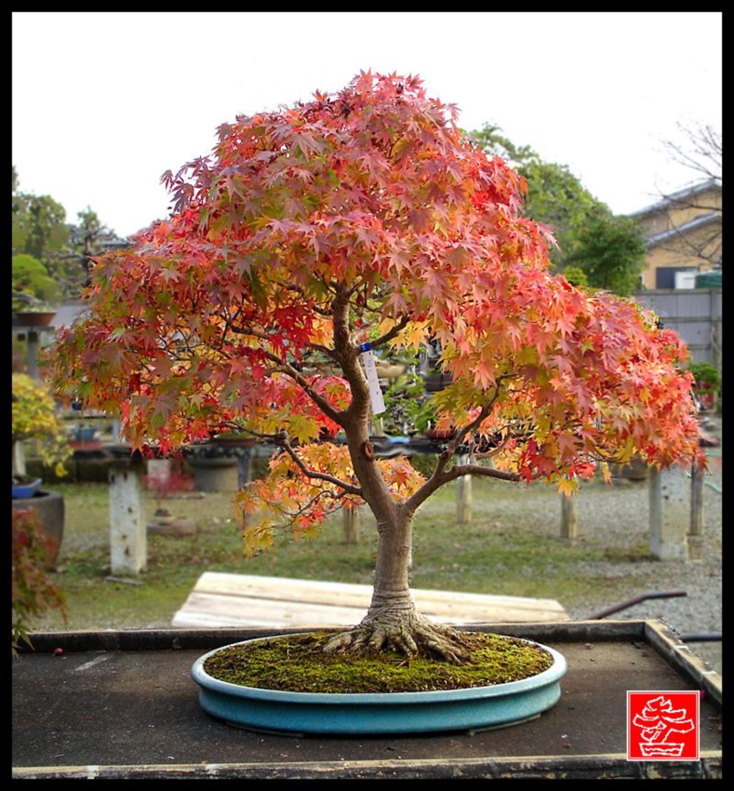 nano bonsai Ultum Nature Systems Bonsai Wood, Scaping, Planted Tanks main image 1