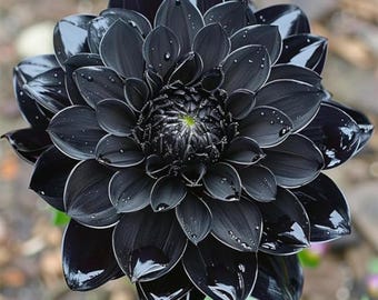 Semi di dalia gigante nera a fiore scuro / Pianta da giardino rara