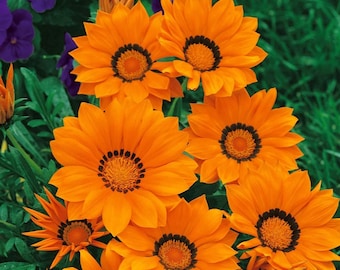 Semi di Gazania Treasure / Semi di fiori colorati da giardino