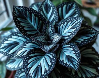 Semi di Coleus da piantare / Semi di piante da giardino con fogliame arcobaleno