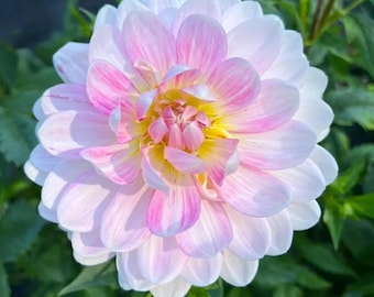 Dahlia Seeds for Planting | Colorful Garden Flower Seeds