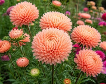 Callistephus Chinensis Flower Seeds | China Aster Seeds for Planting