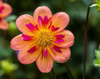 Semi di Dalia Variabilis a collaretto / Semi di fiori colorati da piantare