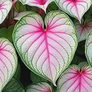 Heart of Jesus Caladium Bulbs Fancy Perennial Elephant Ears for Planting