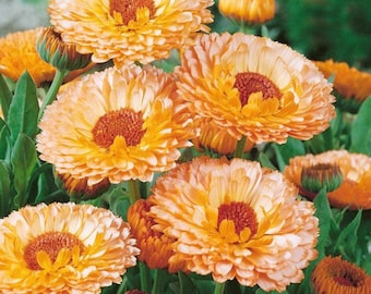 Semi di calendula rosa da piantare / Semi di fiori colorati per il giardino