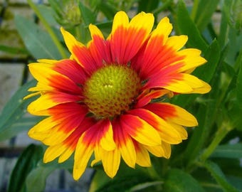 Semi misti di Gaillardia / Semi di Gaillardia indiana da piantare