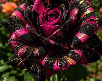 Semi misti di rose rare da piantare / Semi di fiori colorati per il giardino