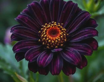 Semi di zinnia Purple Prince da piantare / Fiori vivaci per il giardino