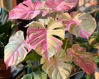Semi misti di Monstera – Rara pianta tropicale da interno, fogliame verde esotico