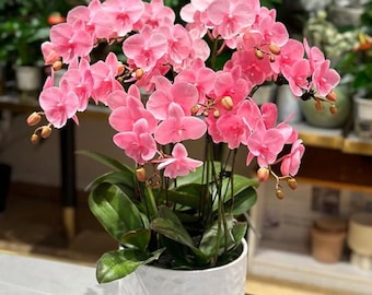 Phalaenopsis Orchid Flower Seeds | Exotic Orchid Seeds for Planting