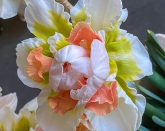 Bulbi di narcisi doppi completi – Fiori primaverili colorati per il giardino